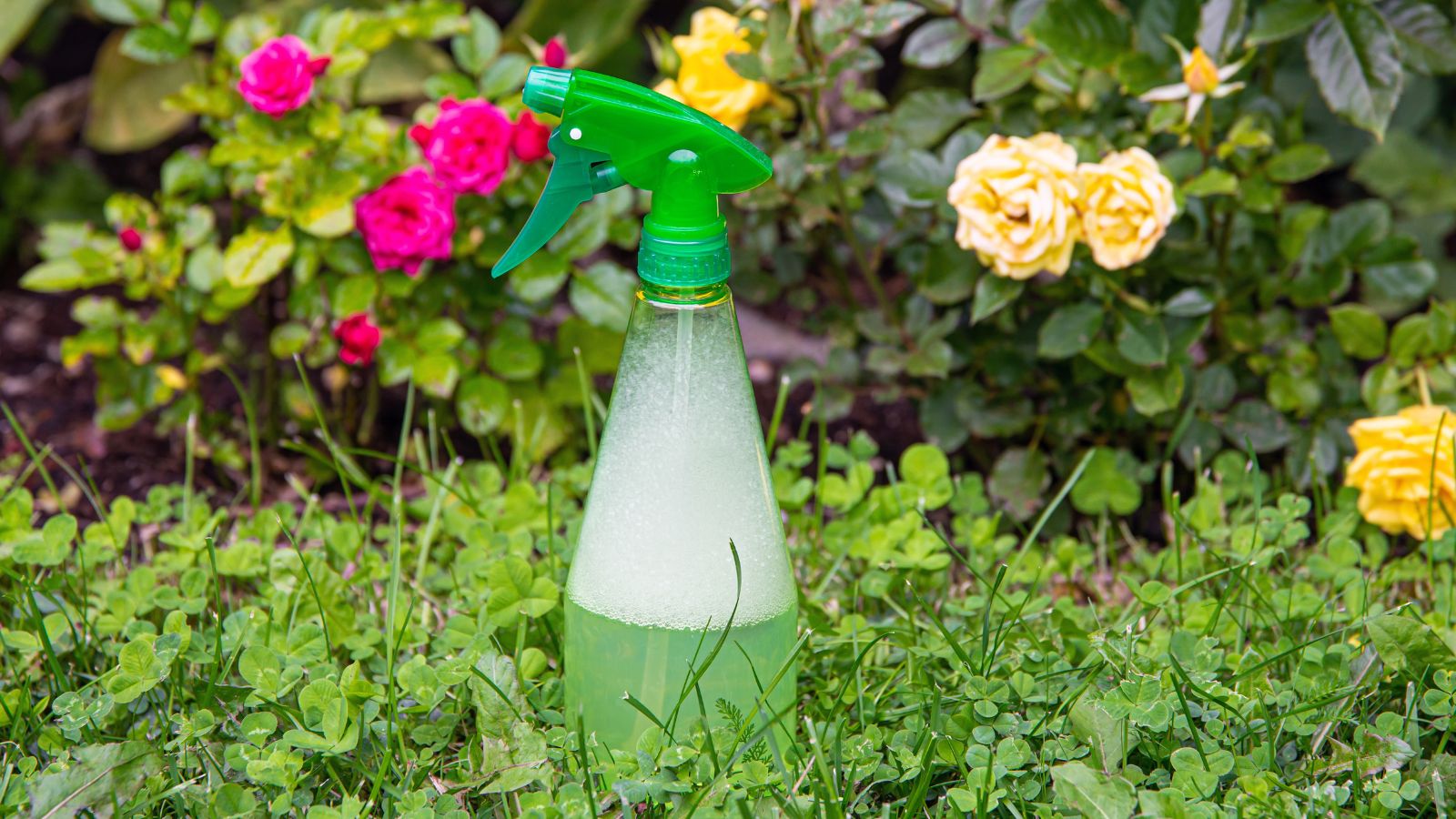 A close-up shot of a bottle of diluted liquid soap placed in a flower garden area outdoors