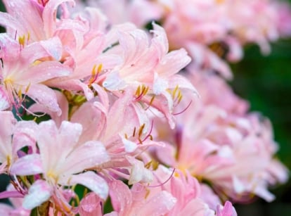 A close-up shot of a composition of vibrant pink colored Lilies, showcasing summer flowers to plant