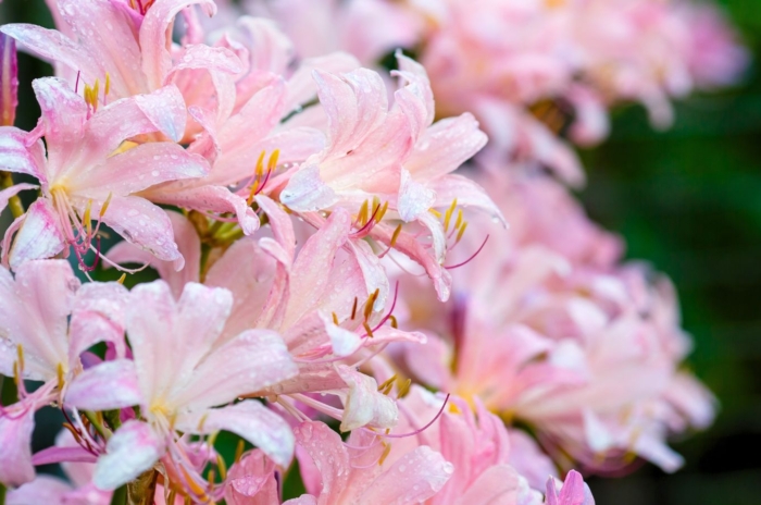 A close-up shot of a composition of vibrant pink colored Lilies, showcasing summer flowers to plant