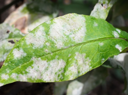 A close-up shot of a leaf that is severely infected by a fungal disease, showcasing powdery mildew