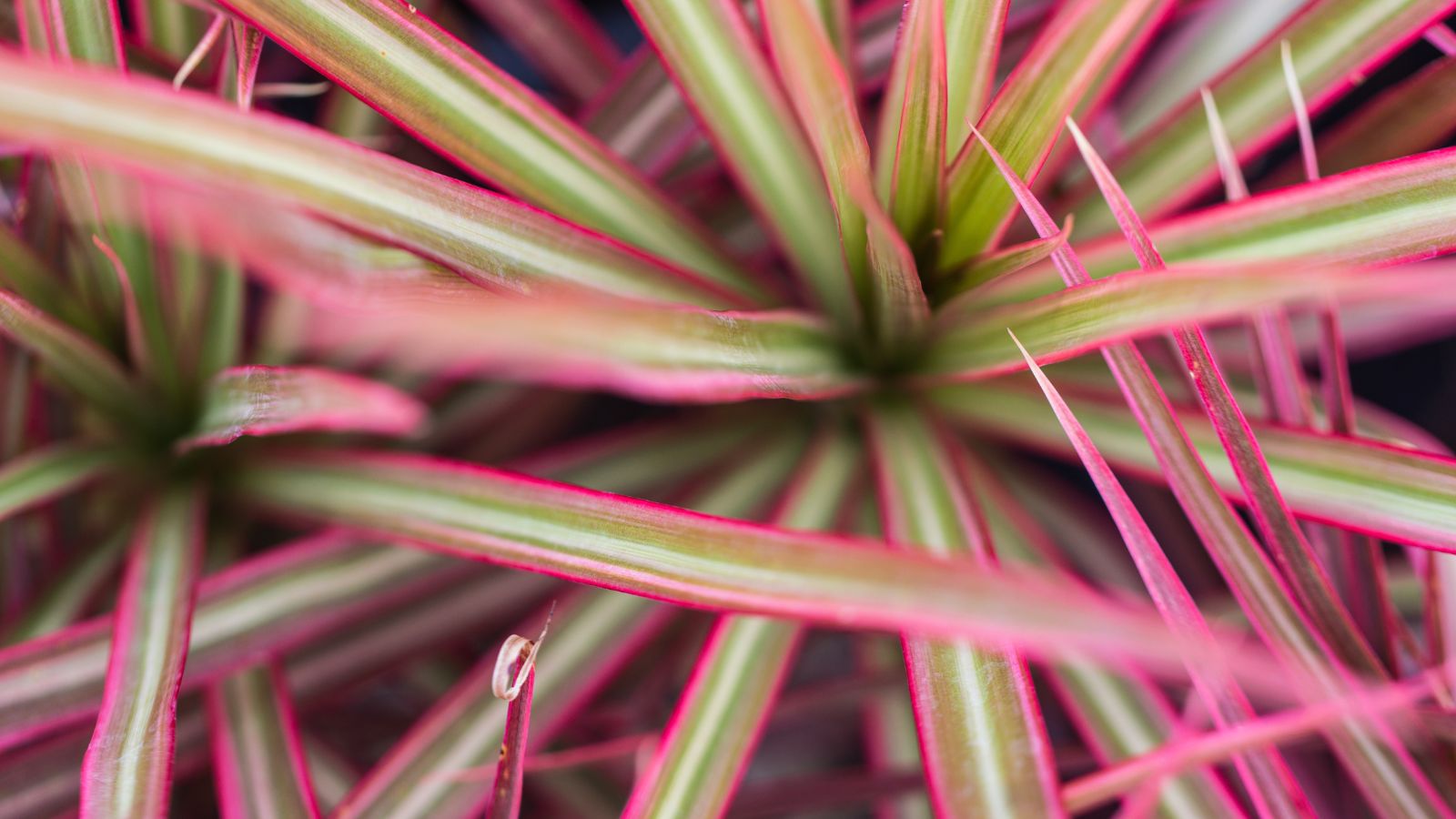 A closeup shot of a Red Edged Dracaena appearing to have long green leaves with red edges placed under warm sunlight