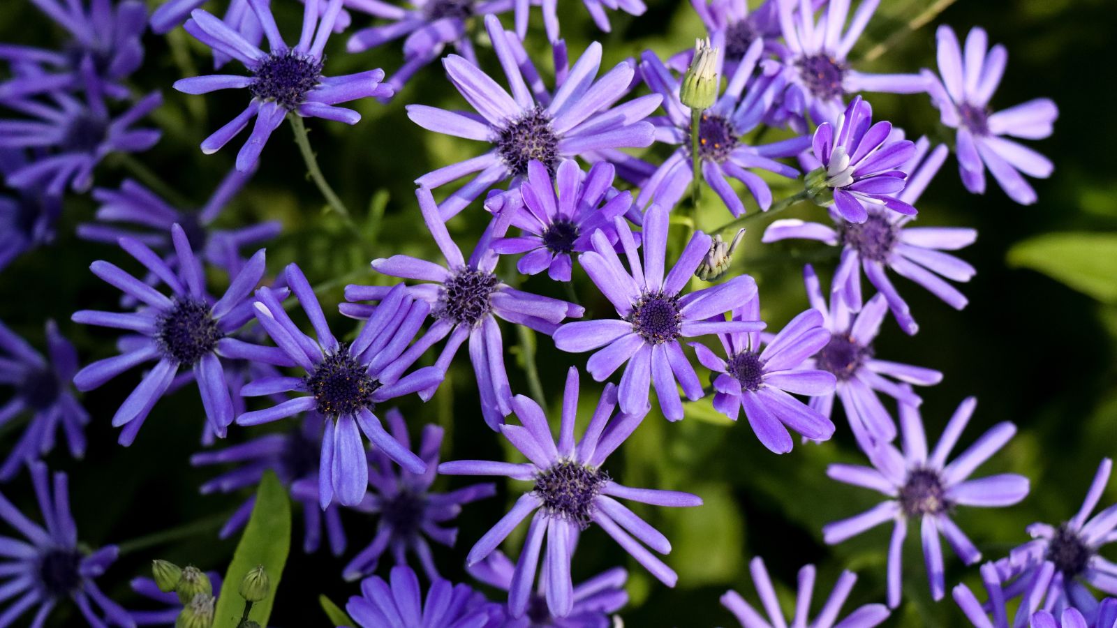 A shot of a cluster of blue-purple colored flowers in a well lit area outdoors