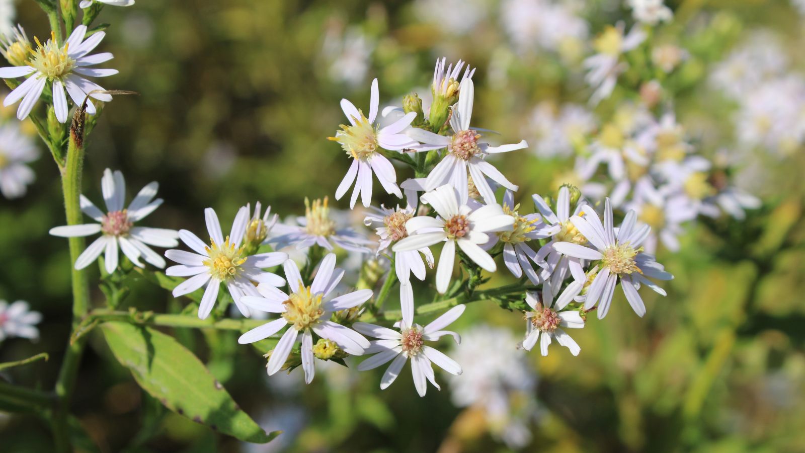 A shot of a cluster of small white colored flowers basking in bright sunlight outdoors