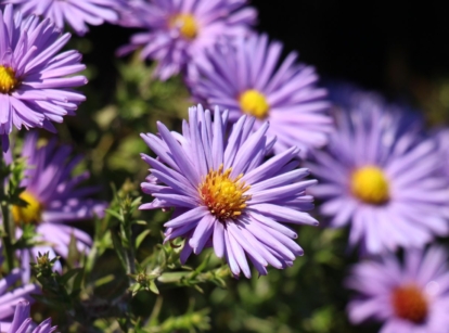 A shot of a composition of developing purple flowers called asters