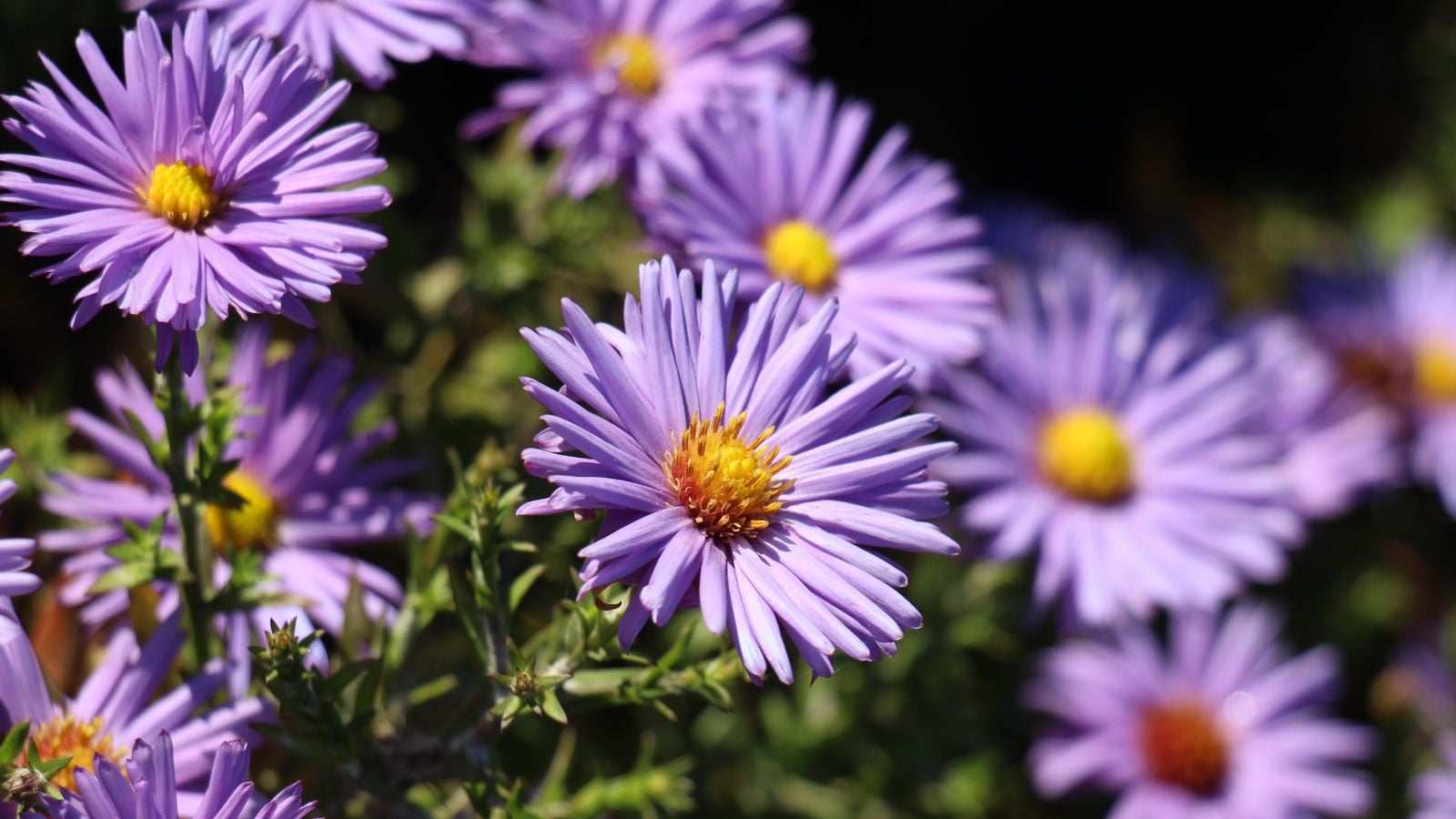 A shot of a composition of developing purple flowers called asters