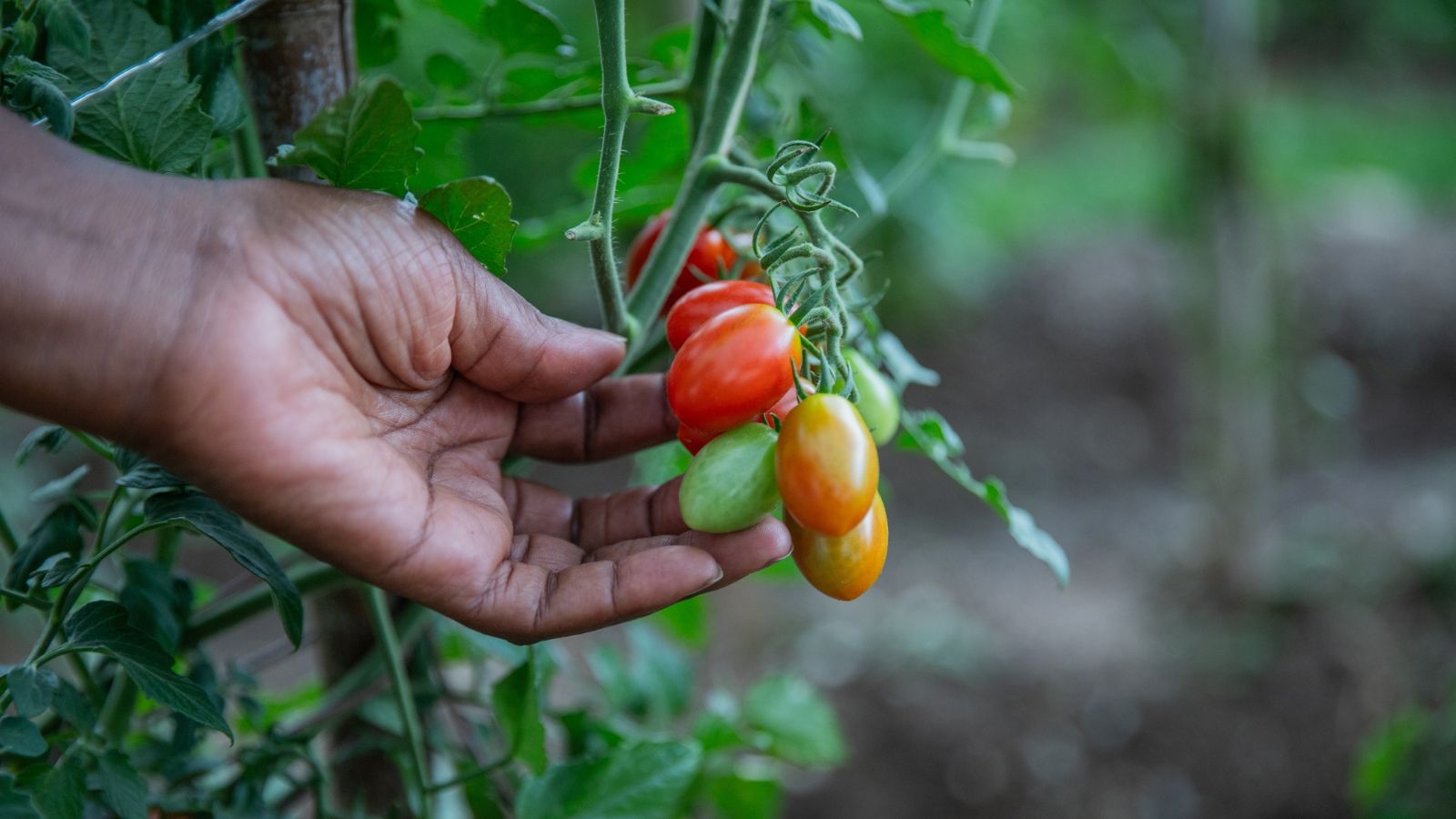 A shot of a person in the process of inspecting fruits in a well lit area