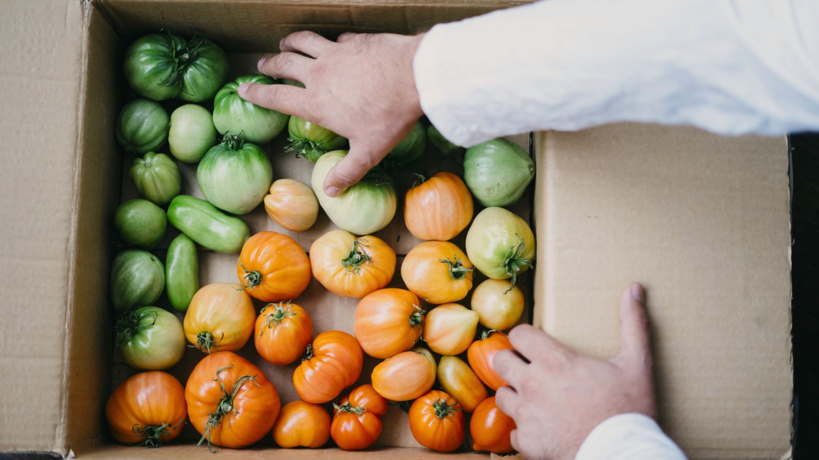 A shot of a person in the process of putting fruits on a carboard box in a well lit area
