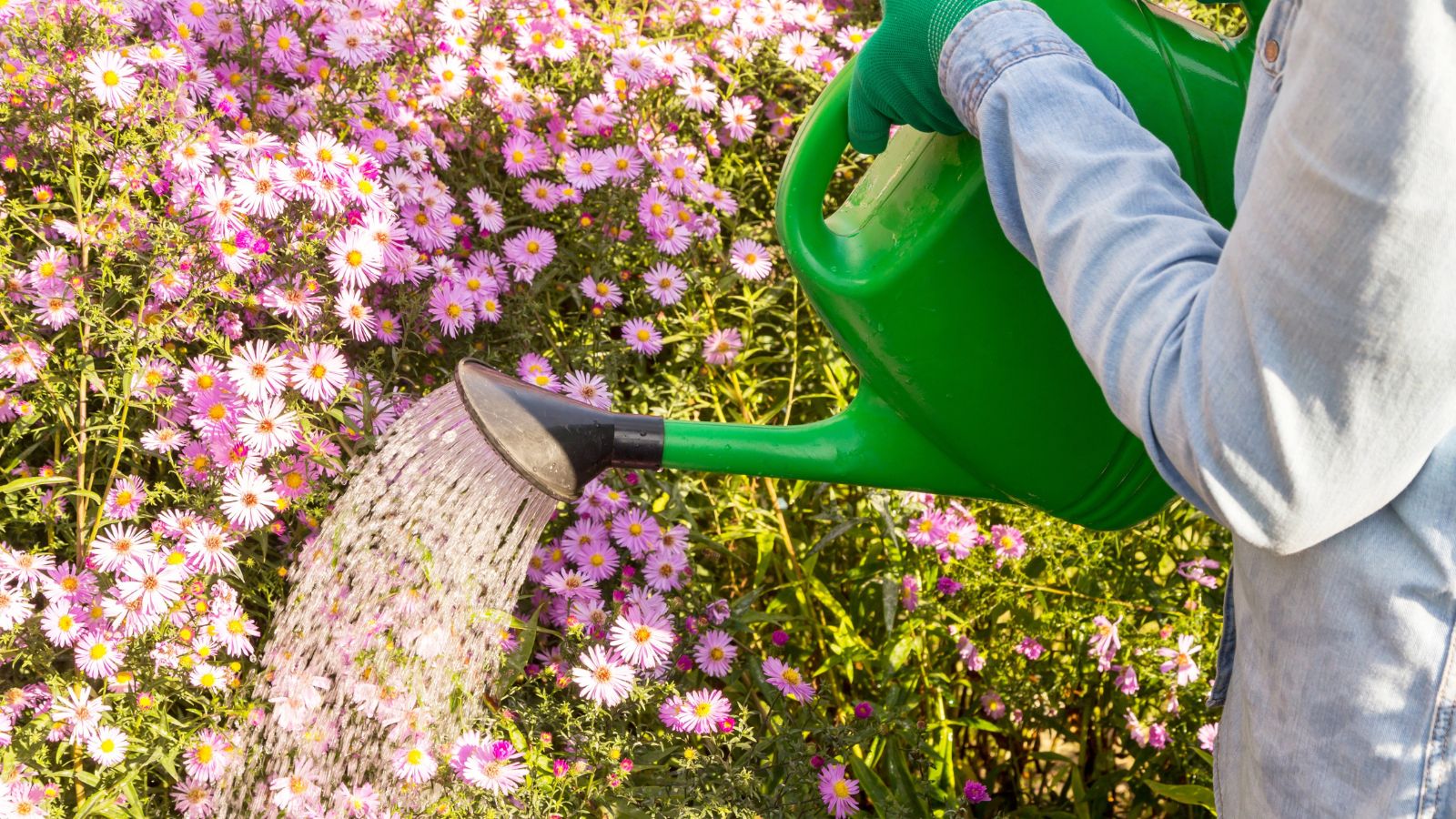 A shot of a person wearing a denim shirt in the process of watering a shrub with pink flowers using a green colored watering can in a bright sunlit area outdoors