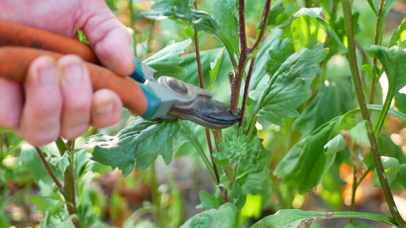 A shot of a person's hand using a hand pruner and in the process of trimming of stems of a shrub in a well lit area