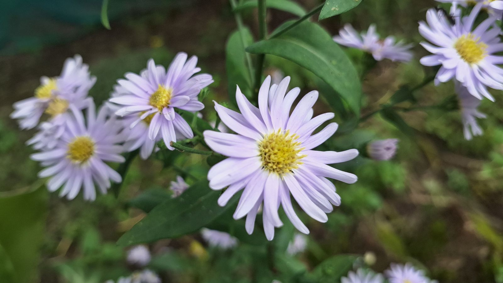 A shot of developing light-purple colored flowers showcasing its petals and smooth leaves in an area outdoors