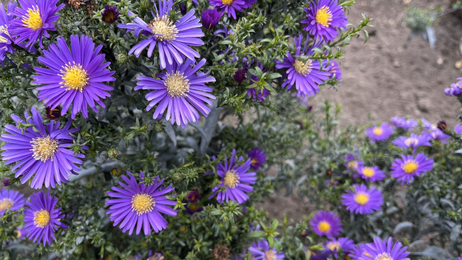 A shot of developing purple colored flowers in a well lit area