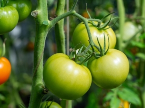 A shot of green and red colored fruits that shows how to ripen tomatoes