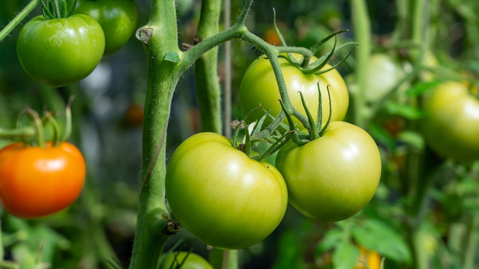A shot of green and red colored fruits that shows how to ripen tomatoes