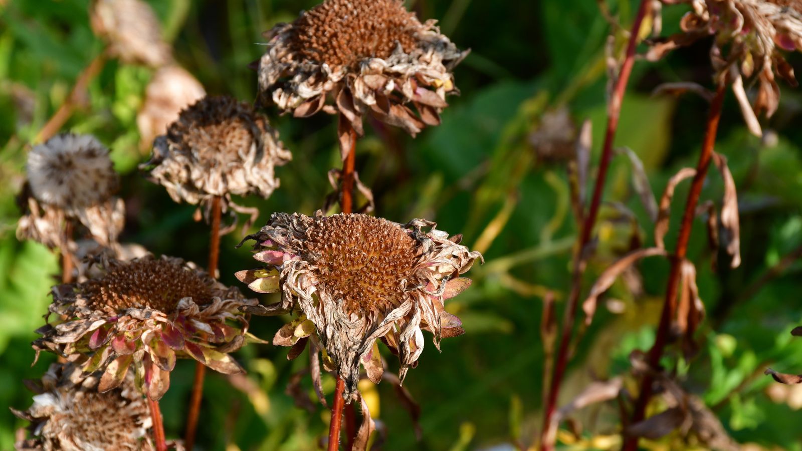 A shot of several dead and withered flowers in a bright sunlit area outdoors