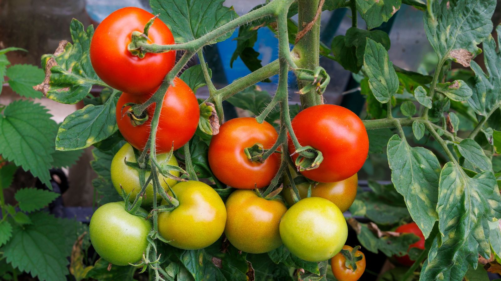 A shot of several fruits with colored ranging from green and red in a well lit area