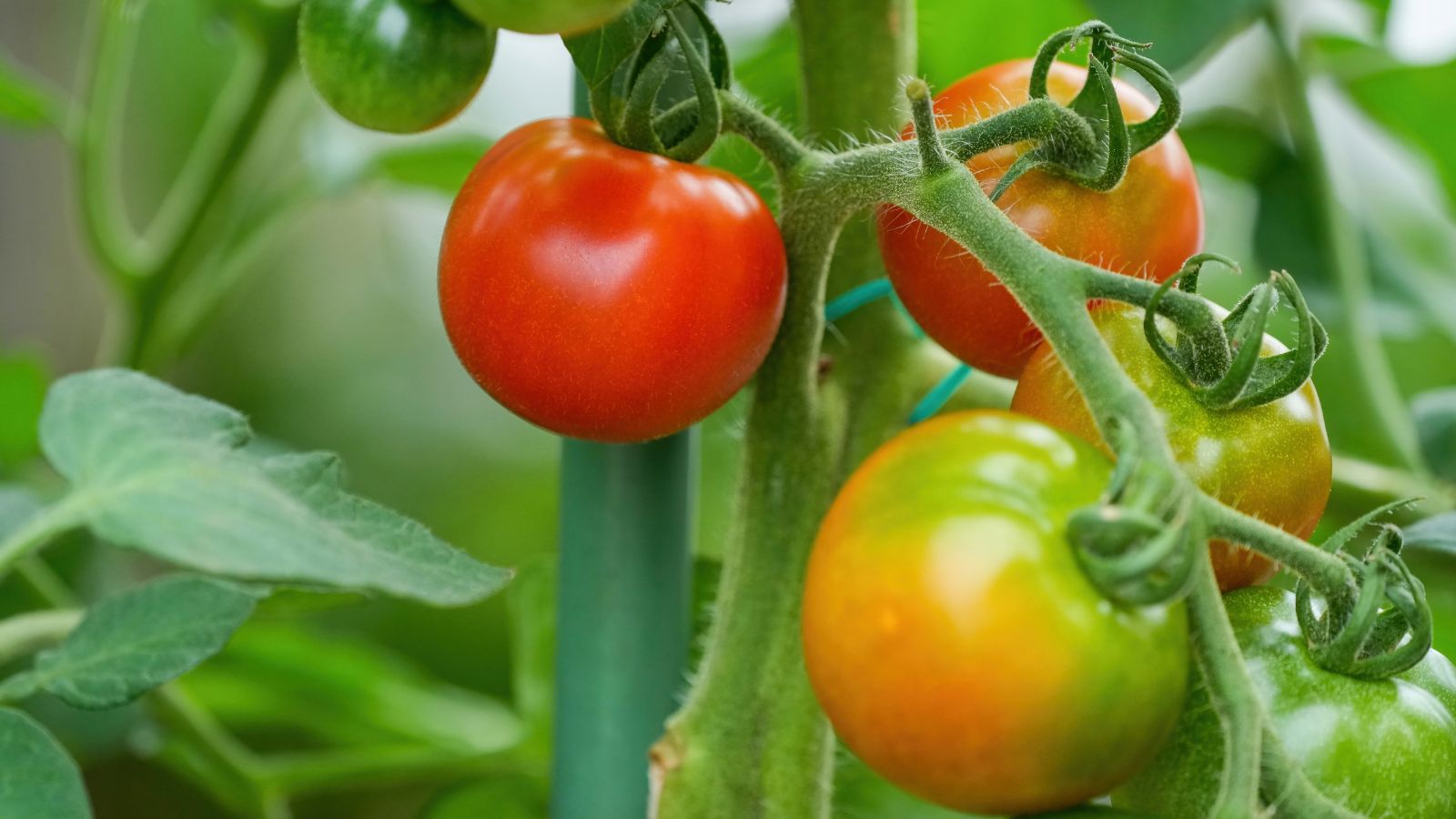 A shot of several ripening fruits in a well lit area