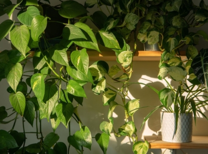 Best plants for sleep with some greens placed on a shelf while others are in pots, all placed somewhere with warm sunlight