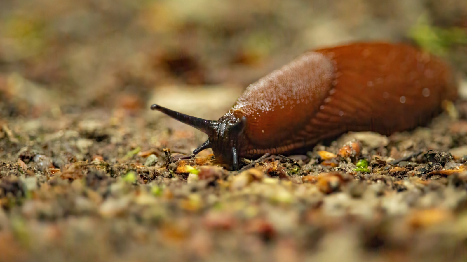 A close-up shot of a slug crawling along a pebbled ground, looking damp and covered in plant debris