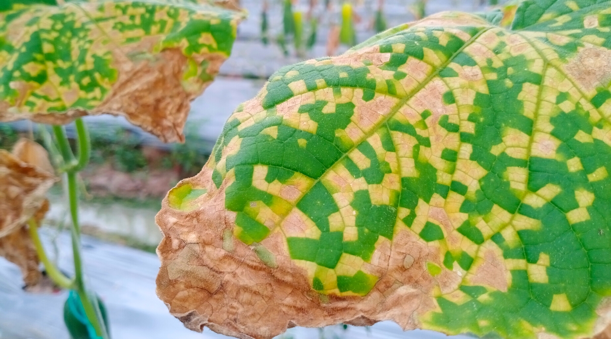 Close-up of a leaf of a cucumber plant affected by Downy mildew disease, in a garden bed. The leaf is large, heart-shaped, green in color with irregular mosaic yellow-brown spots and dry brown tips due to the disease.