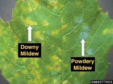 Downy vs. Powdery Mildew