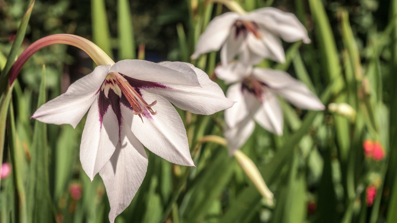 A close-up shot of a small composition of star-shaped, white and purple colored blooms of the Fragrant Gladiolus