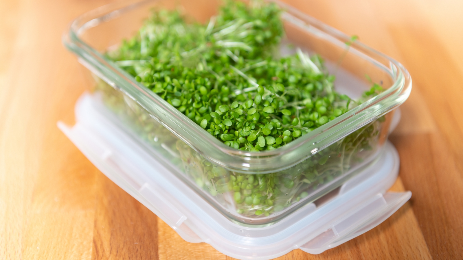 A clear square plastic container holds a pile of small, freshly cut green leaves with thin stems, their bright color and delicate texture arranged neatly inside the transparent box.