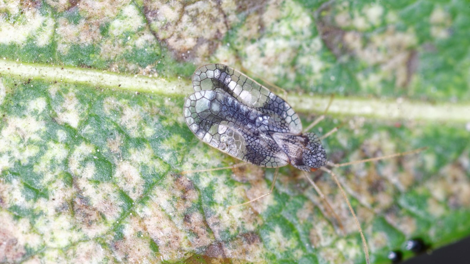 A close-up macro shot of a Greyish-white lace bug harming a leaf of a plant