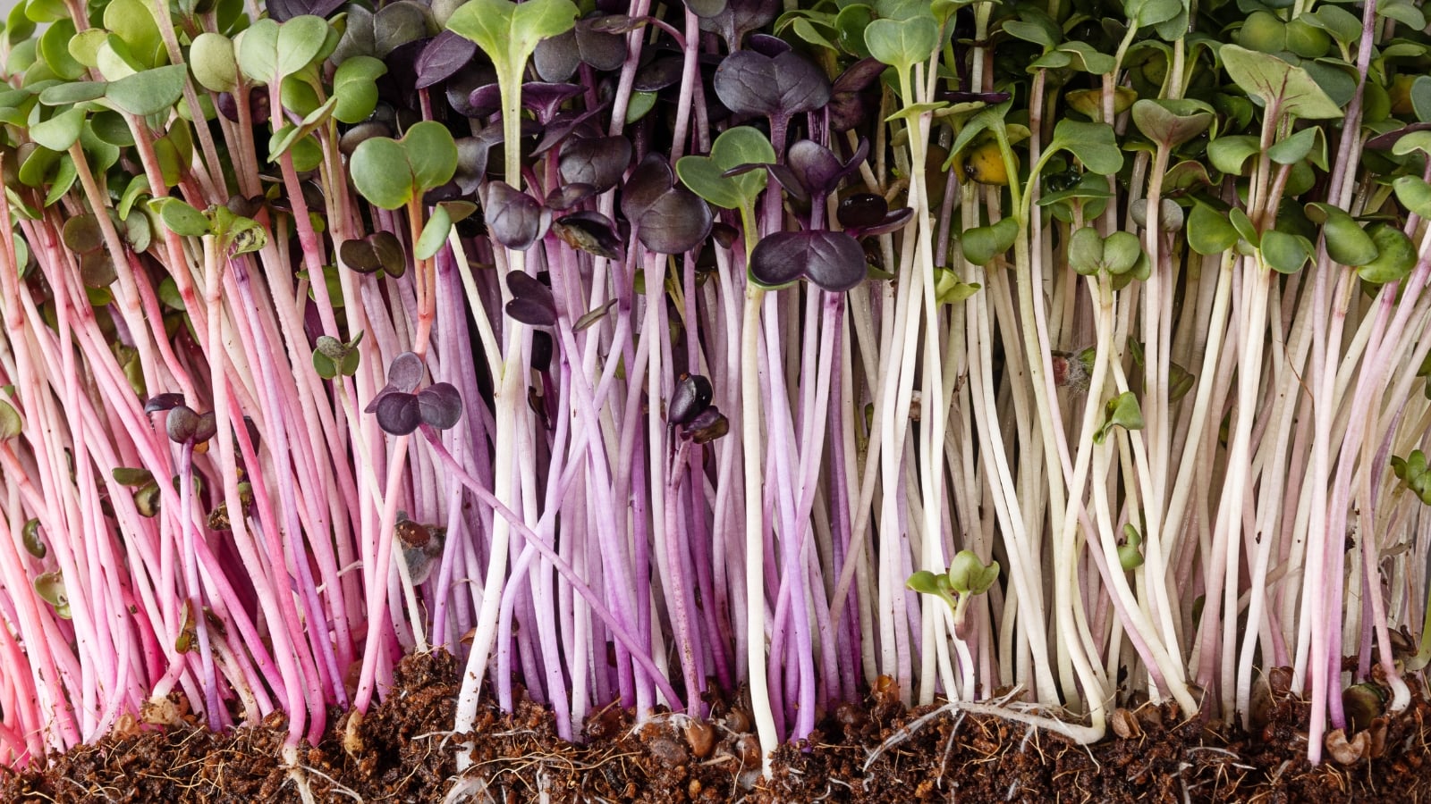 How to grow kale microgreens