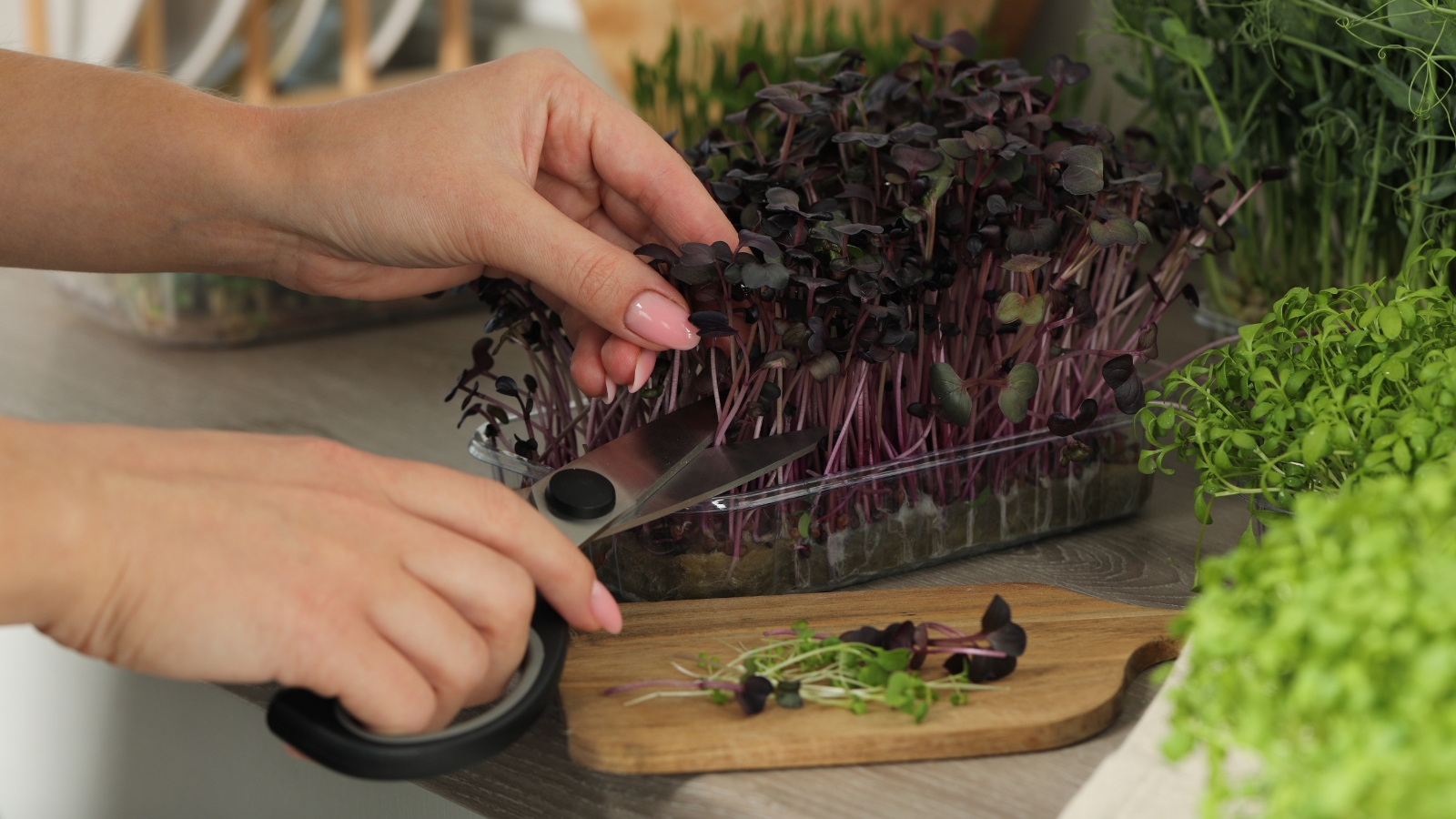 Two hands gently use a small pair of scissors to trim delicate green leaves from a thick cluster of plants, with the dark purple stems of other plants in the background.