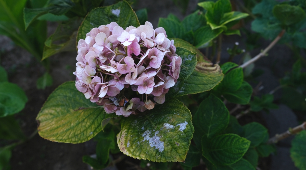 Close-up of a hydrangea plant affected by powdery mildew. Hydrangea has wide dark green ovoid leaves arranged oppositely along the stems. The flowers are small, four-petalled, pale pink, collected together in a rounded inflorescence. Hydrangea leaves are covered with a gray-white powdery coating.