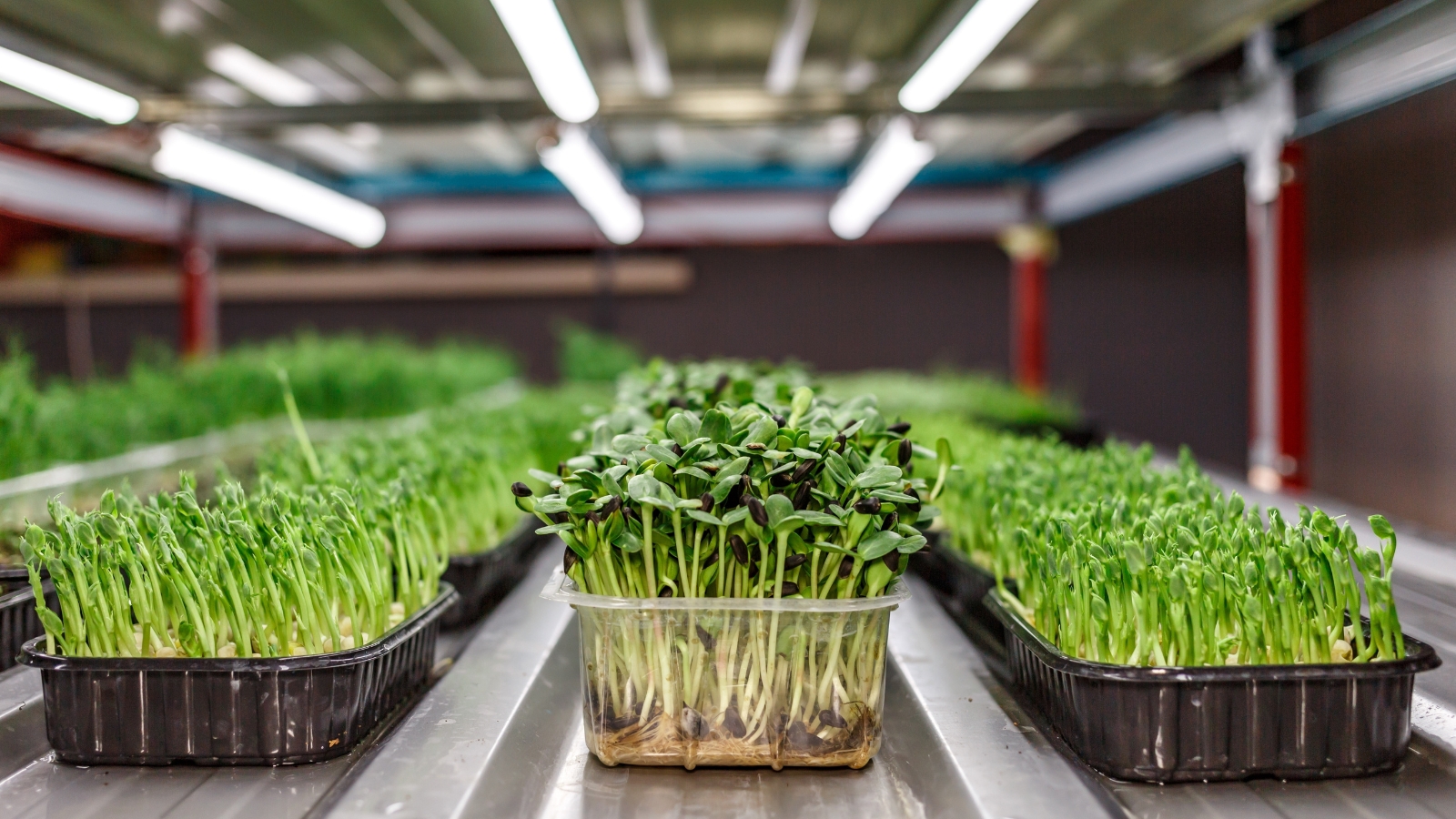Trays filled with vibrant green seedlings is lined up on a metallic surface, illuminated by bright overhead artificial lights in a modern indoor setup.