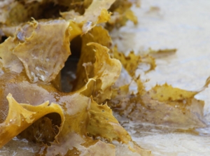 Kelp fertilizer, made of seaweed washed up on shore appearing wet with sea water laying on fine and damp sand