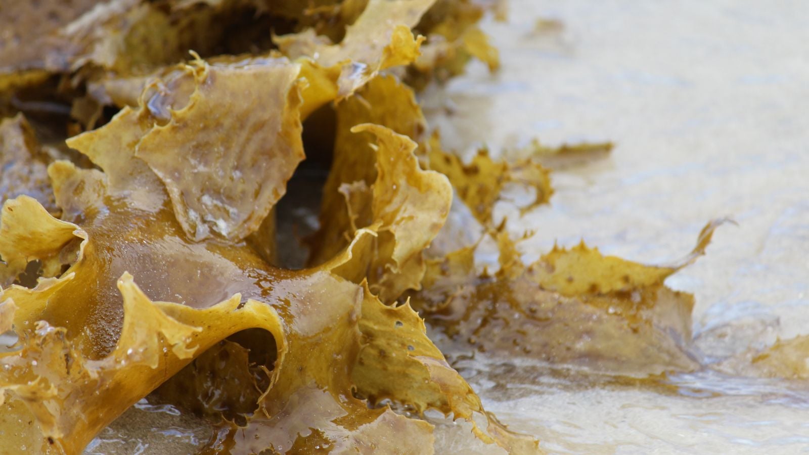 Kelp fertilizer, made of seaweed washed up on shore appearing wet with sea water laying on fine and damp sand