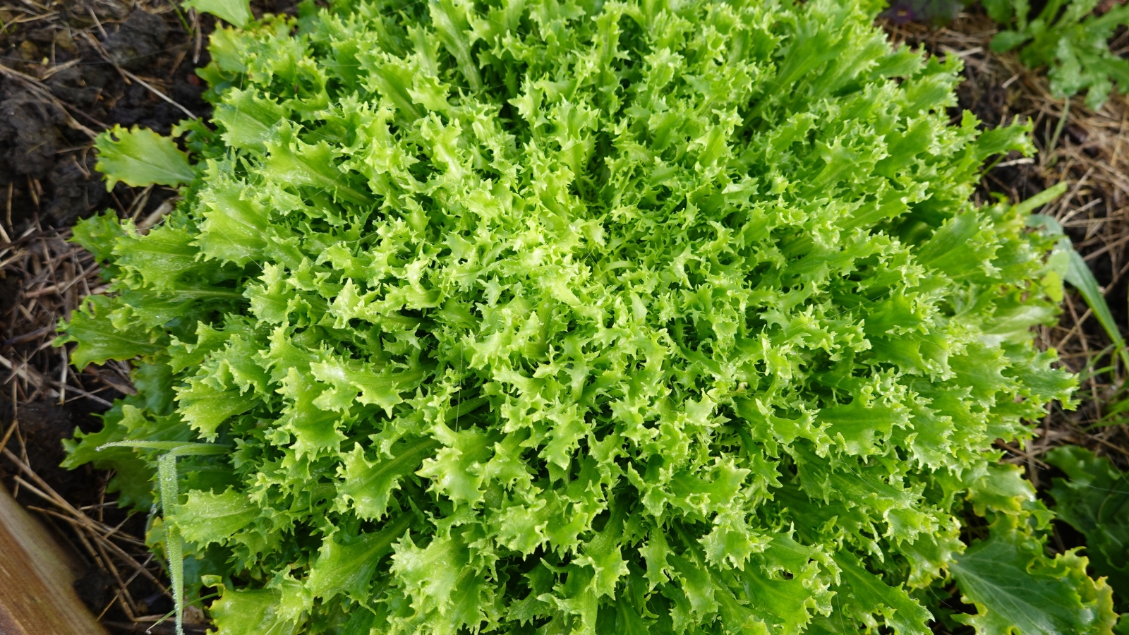 A tight cluster of curly, light green leaves with a ruffled texture grows outdoors, the edges of the leaves crisp and uneven, with bits of soil peeking through underneath.