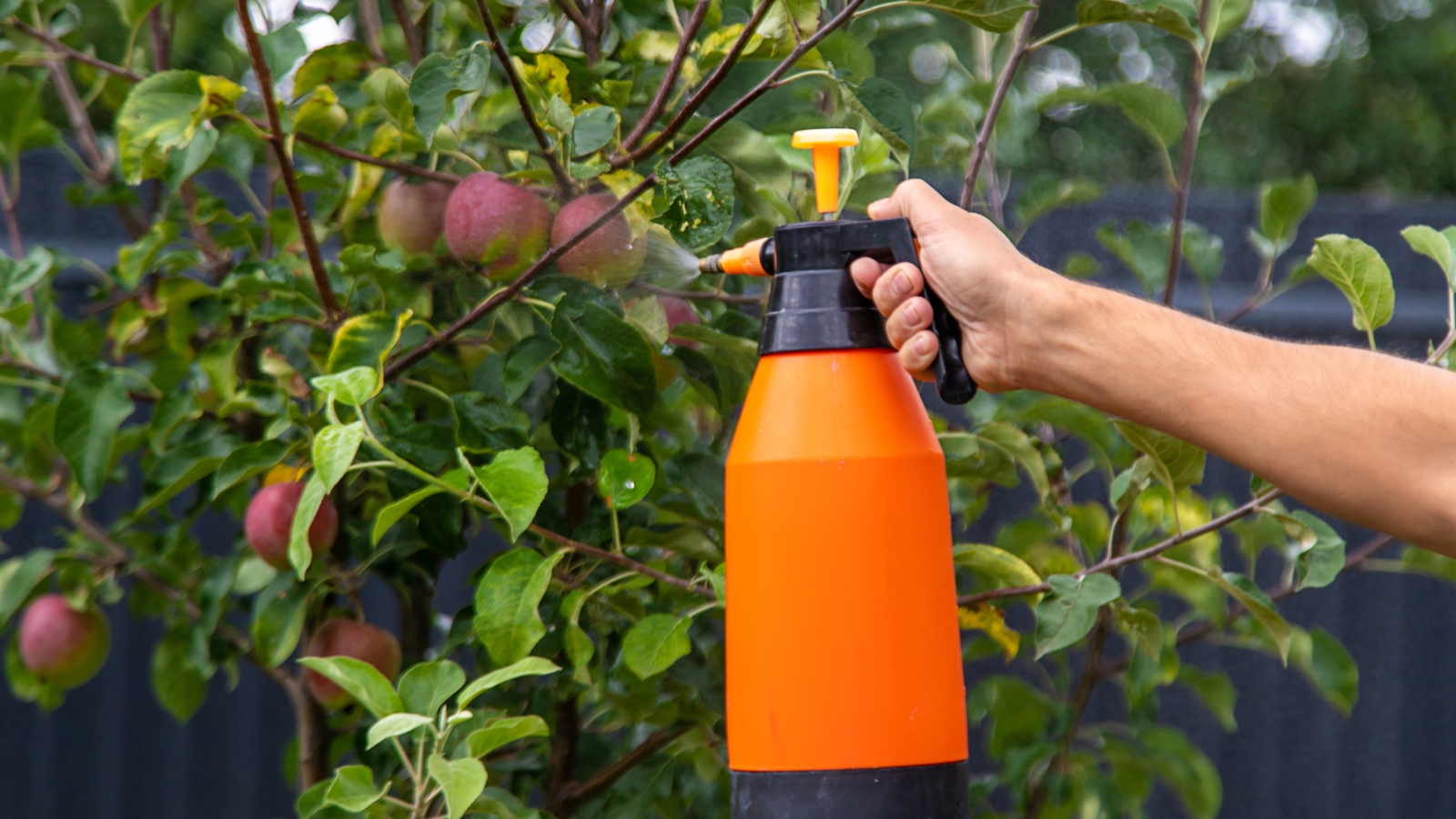 An orange canister with a black nozzle is being used near a tree with round green fruit, while glossy, dark green leaves form a backdrop in the scene.