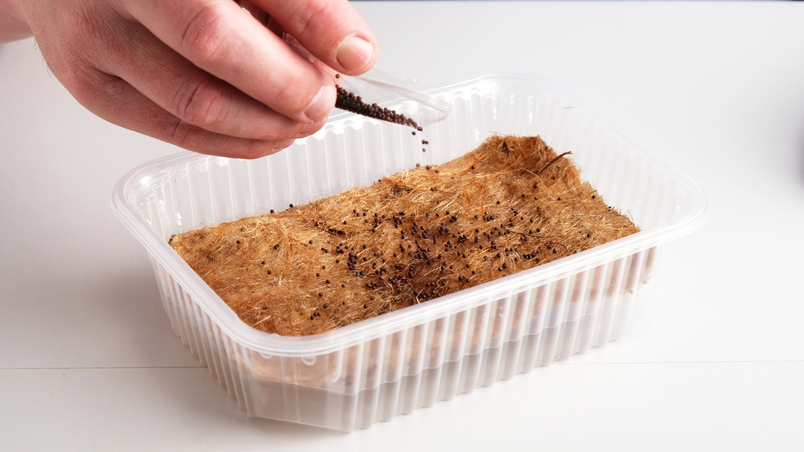 A hand carefully sprinkles small dark seeds over damp, rich brown soil inside a rectangular white plastic container, with visible ridges along the edges of the container.