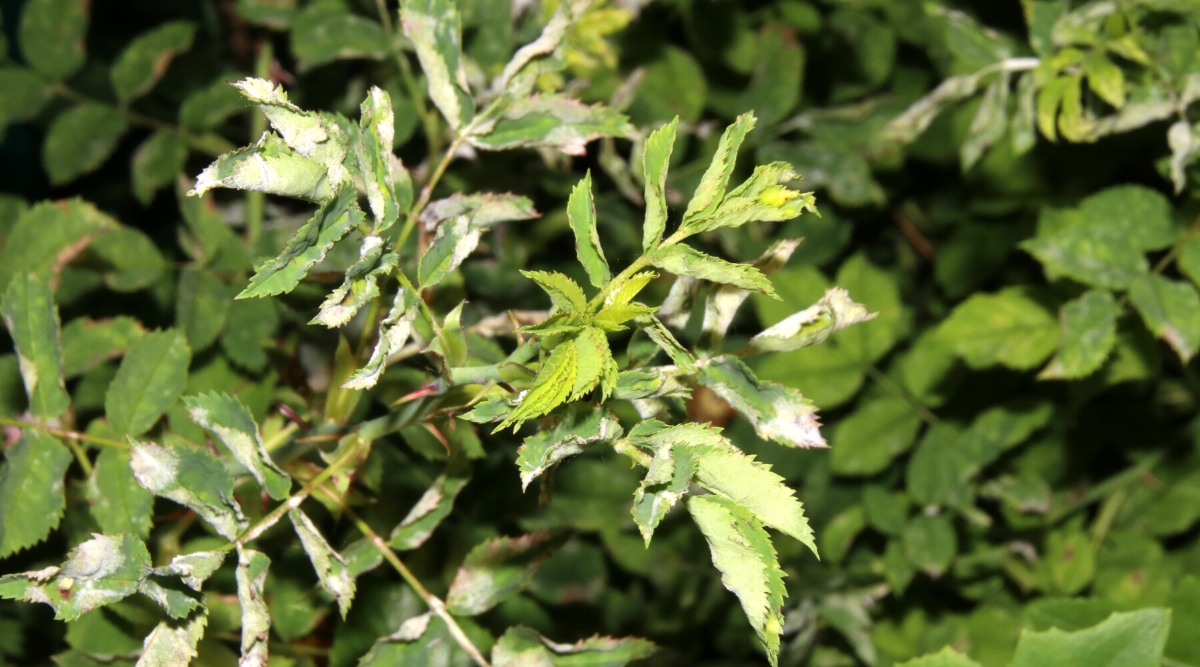 Close-up of a rose plant affected by a fungal disease powdery mildew. The rose has pinnately compound leaves, consisting of oval dark green leaflets with serrated edges. The leaves are slightly curled, slightly dry, covered with white moldy spots.