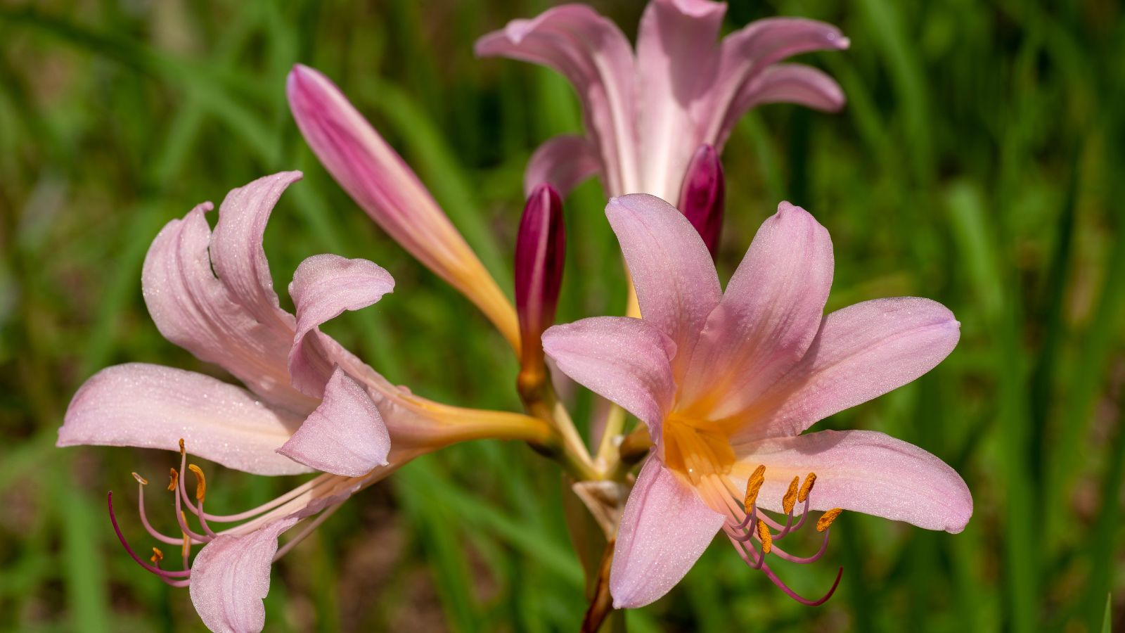 A close-up shot of a small composition of vibrant pink and purple colored flowers of the Surprise Lily