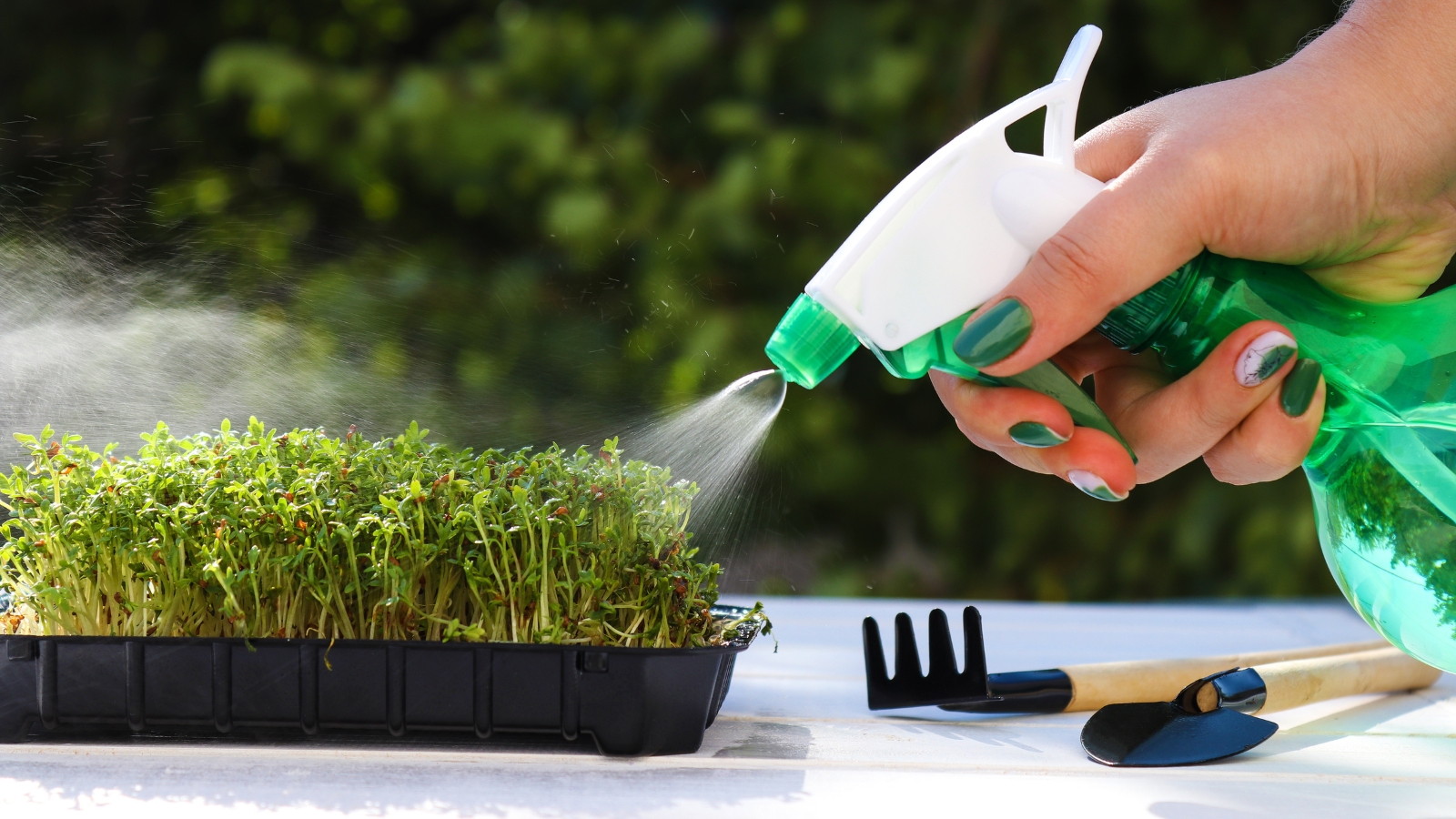 A close-up of a hand holding a green-and-white nozzle, spraying water over small, tender green seedlings growing in a black plastic tray, with a mini rake and tools nearby.
