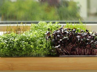A rectangular wooden planter box holds a mix of fresh, leafy greens and deep purple leaves, placed near a window with blurred greenery visible outside.