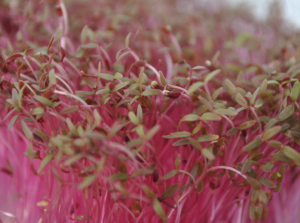 Red Amaranth microgreens.