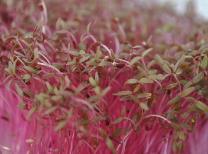 Red Amaranth microgreens.