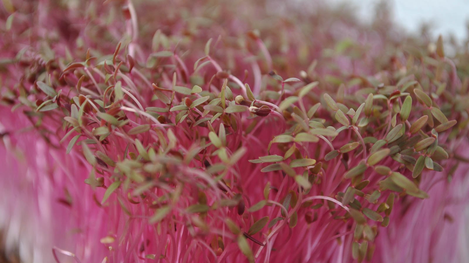 Red Amaranth microgreens.