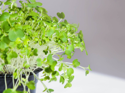 Growing pak choi microgreens in a pot.