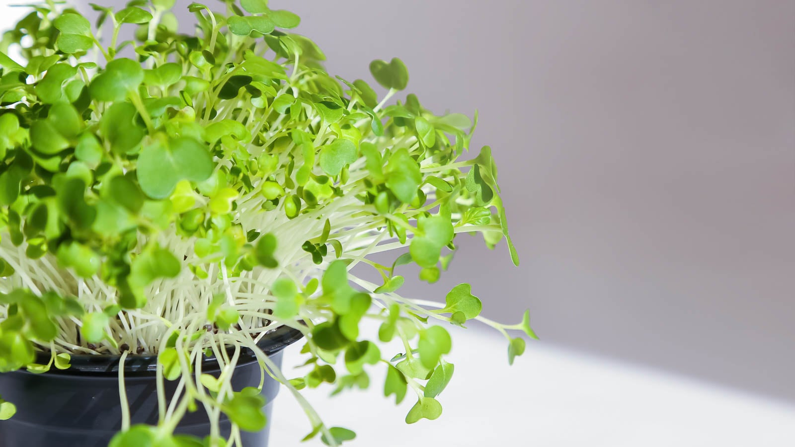 Growing pak choi microgreens in a pot.