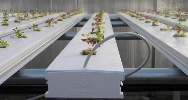 Cropking NFT Channels