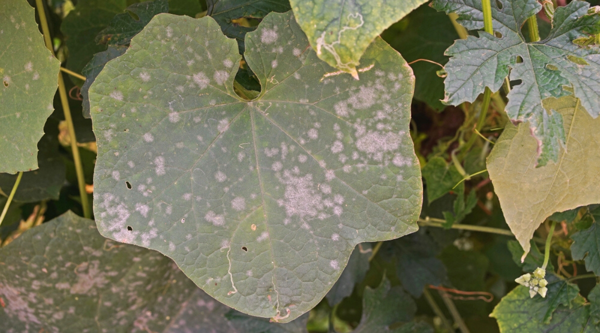 Close-up of cucurbits plant leaves in the garden. The leaf is large, wide, rounded, with shallow lobes and a slightly hairy texture. The leaf is gray-green in color with irregular gray-white mold spots.