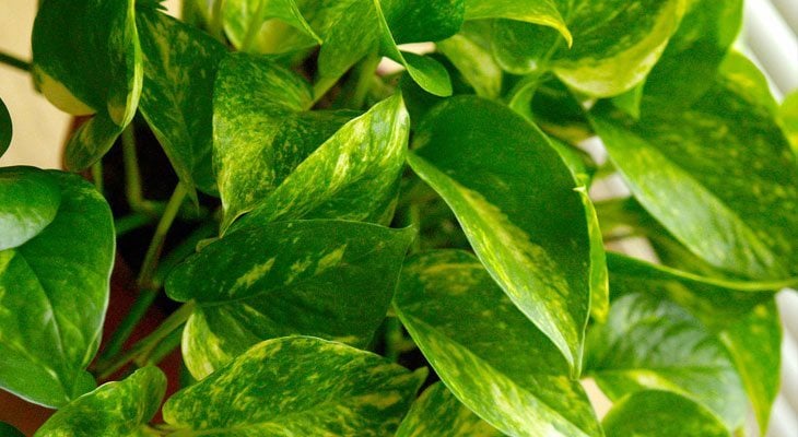 Golden Pothos house plant for air purification and sleep