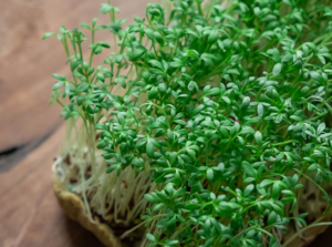 cress microgreens
