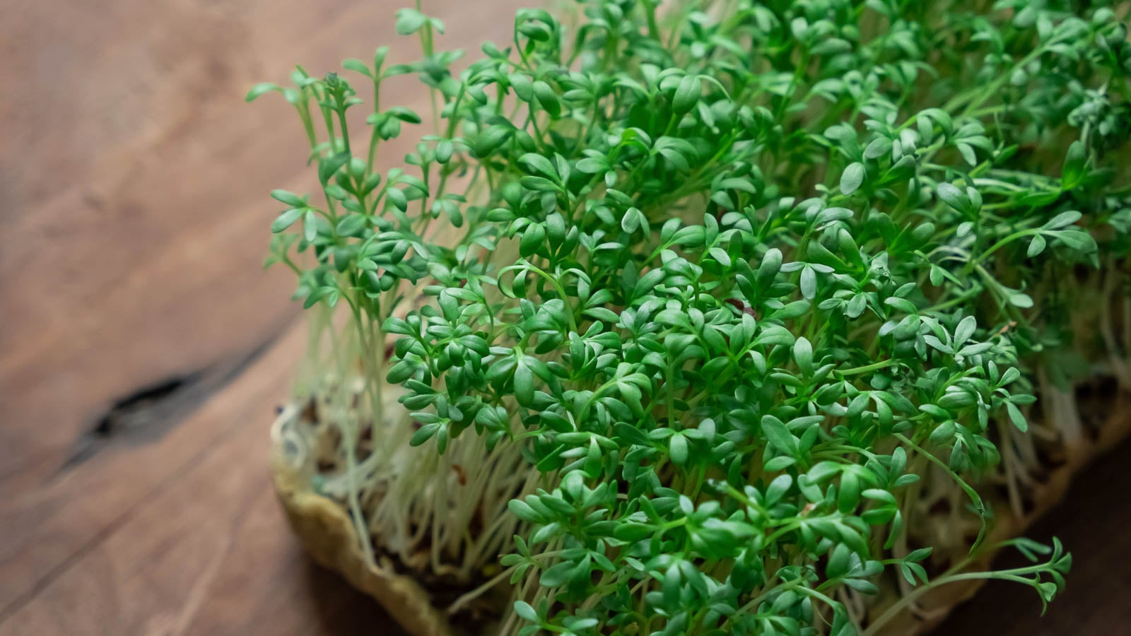 cress microgreens